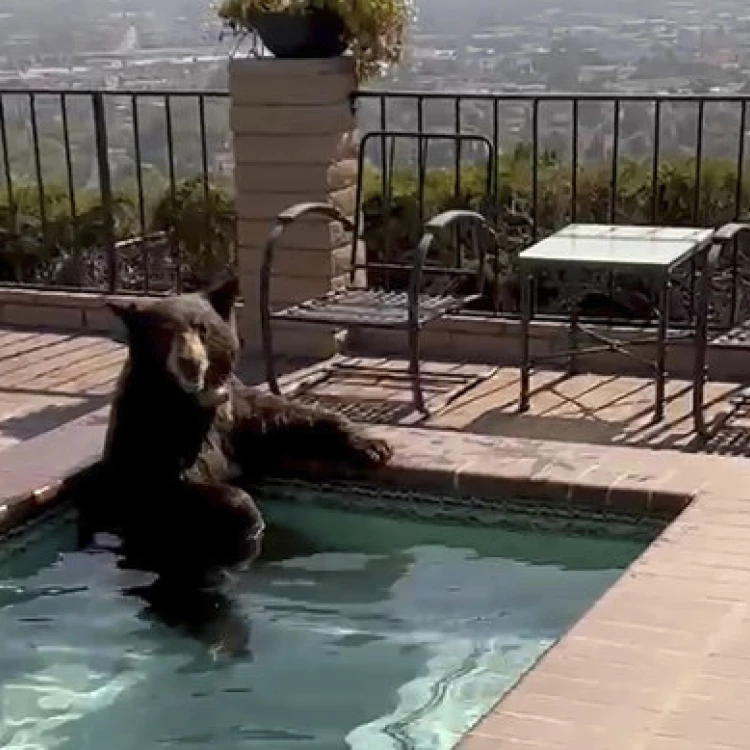 Imagen relacionada de oso piscina california