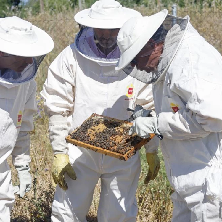 Imagen relacionada de la comunidad de madrid conciencia a la poblacion sobre la importancia de las abejas
