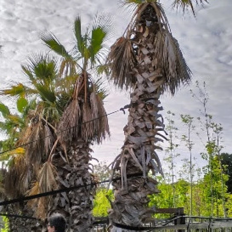 Imagen relacionada de plantacion palmeras rotondas zaragoza cobertura vegetal
