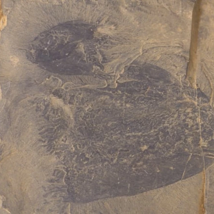 Imagen relacionada de medusa prehistorica mar