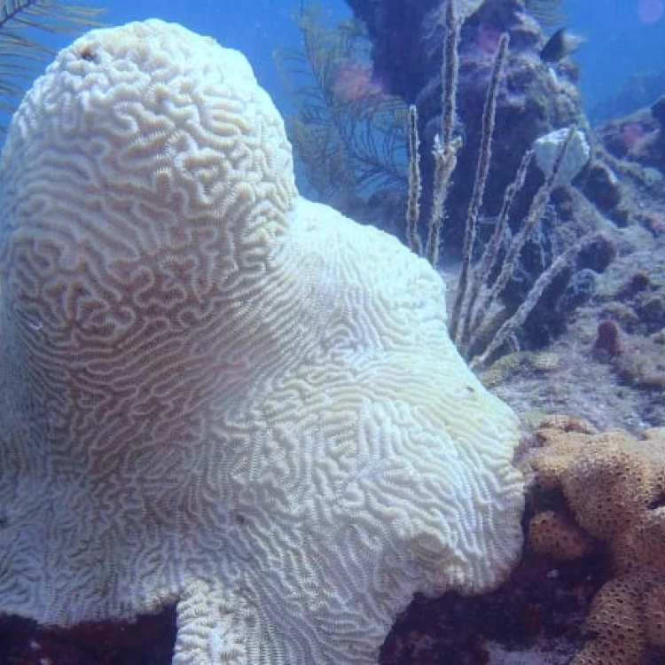 Imagen relacionada de altas temperaturas afectan corales florida