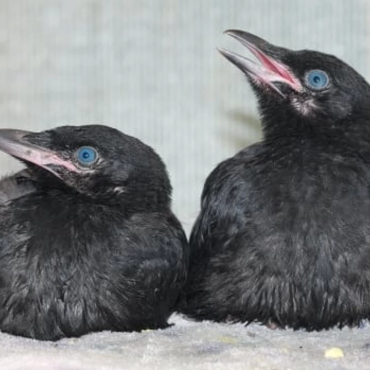 Imagen relacionada de temporada de crias expertos tranquilizan sobre aves bebe