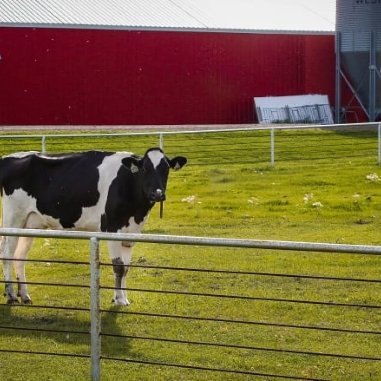 Imagen relacionada de vacas lecheras canadienses seleccionadas eructar menos metano