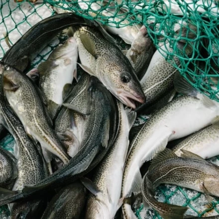 Imagen relacionada de reabren la pesca comercial de bacalao en terranova y labrador tras 32 anos de moratoria