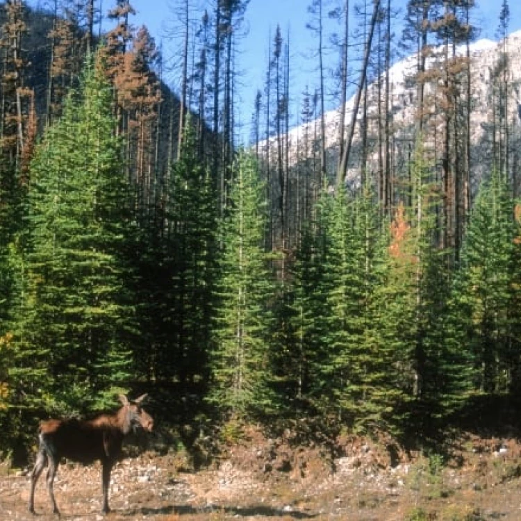 Imagen relacionada de recuperacion bosques canada