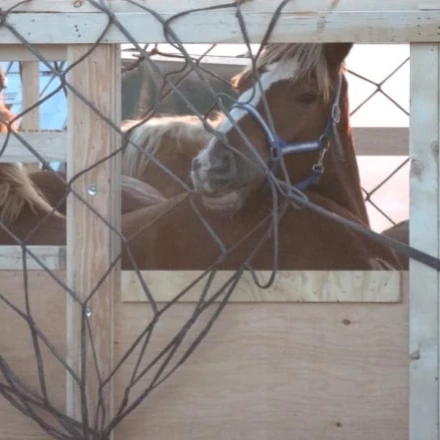Imagen relacionada de defensores animales piden cfia prohiba inmediatamente envios caballos vivos japon