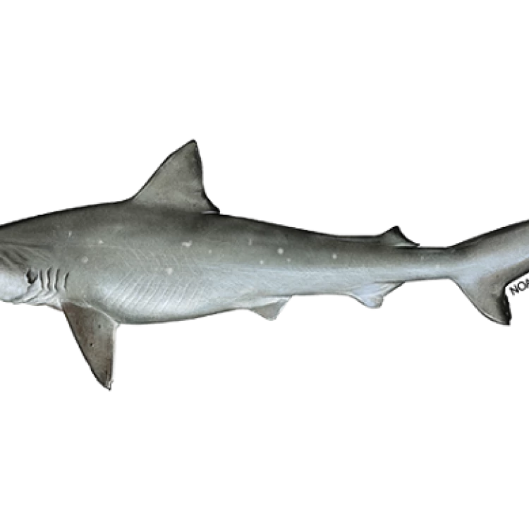 Imagen relacionada de cocaina tiburones brasil