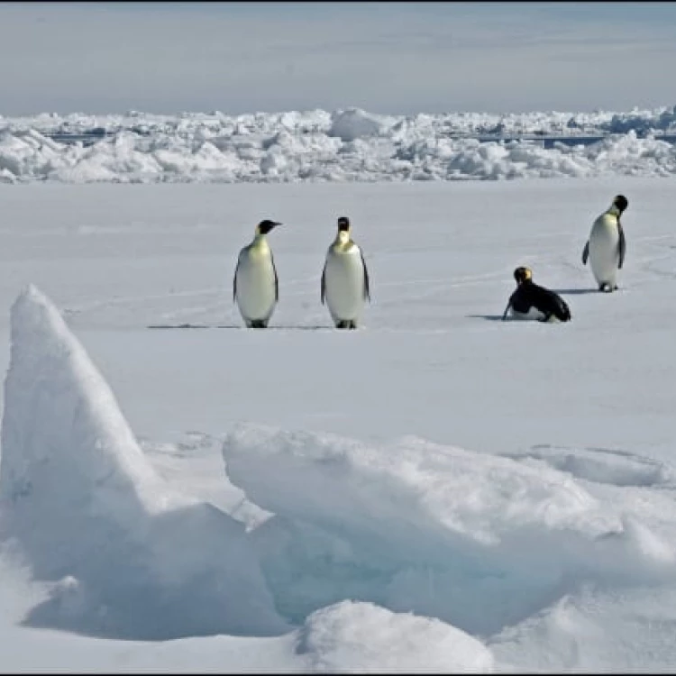 Imagen relacionada de derretimiento hielo antartico matado crias pinguino emperador