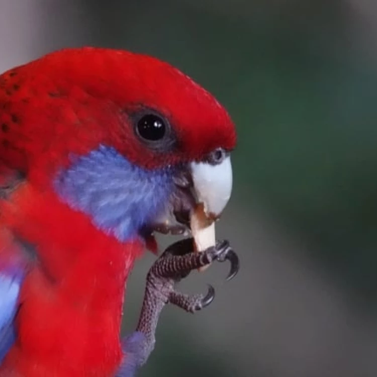Imagen relacionada de aves talentosas comparten ancestro comun