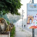 Imagen relacionada de macacos intrusos g20