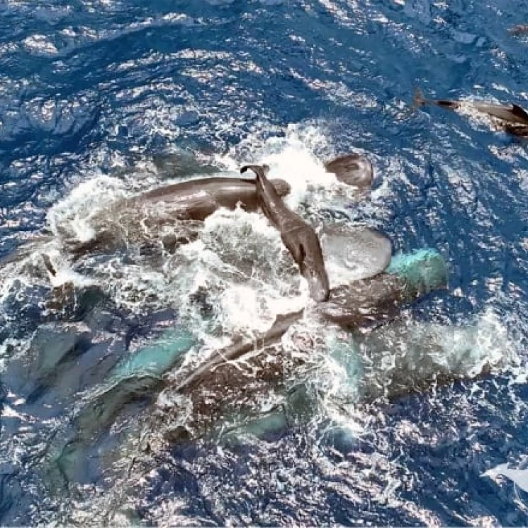 Imagen relacionada de nacimiento ballena jorobada