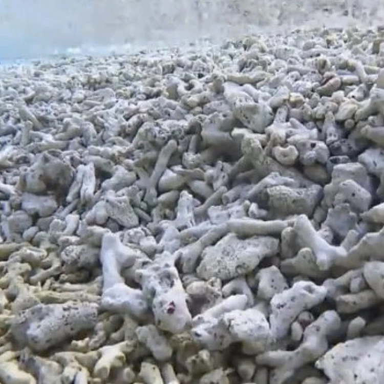 Imagen relacionada de acusan china destruccion coral mar china meridional