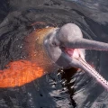 Imagen relacionada de sequia en la amazonia brasilena causa la muerte de mas de 100 delfines