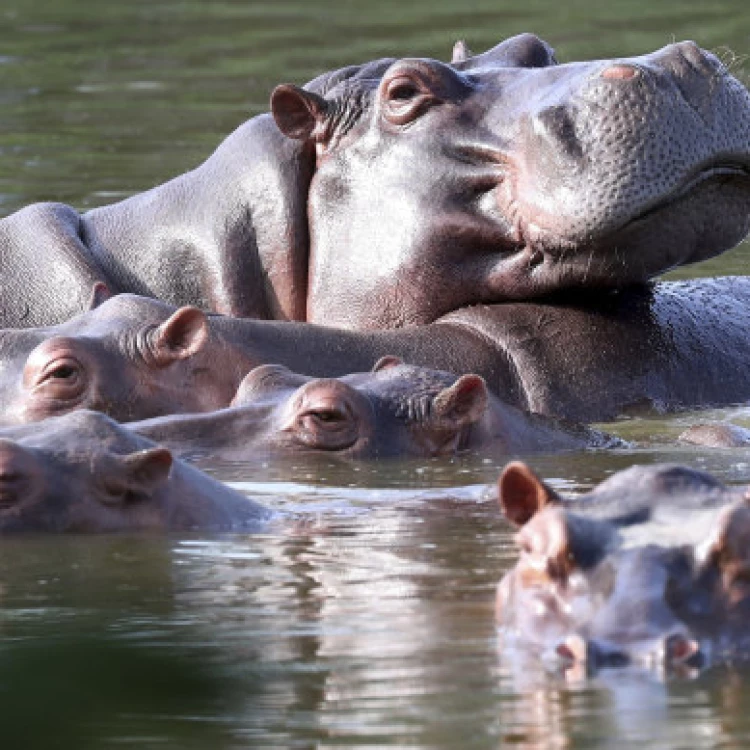 Imagen relacionada de hipopotamos pablo escobar colombia