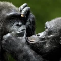 Imagen relacionada de chimpances bonobos recuerdan rostros amigables despues decadas separados estudio