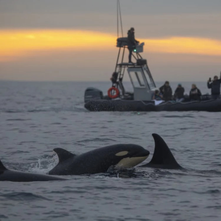 Imagen relacionada de orcas en california depredadores voraces revitalizan el ecosistema marino