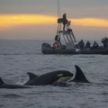 Imagen relacionada de orcas en california depredadores voraces revitalizan el ecosistema marino