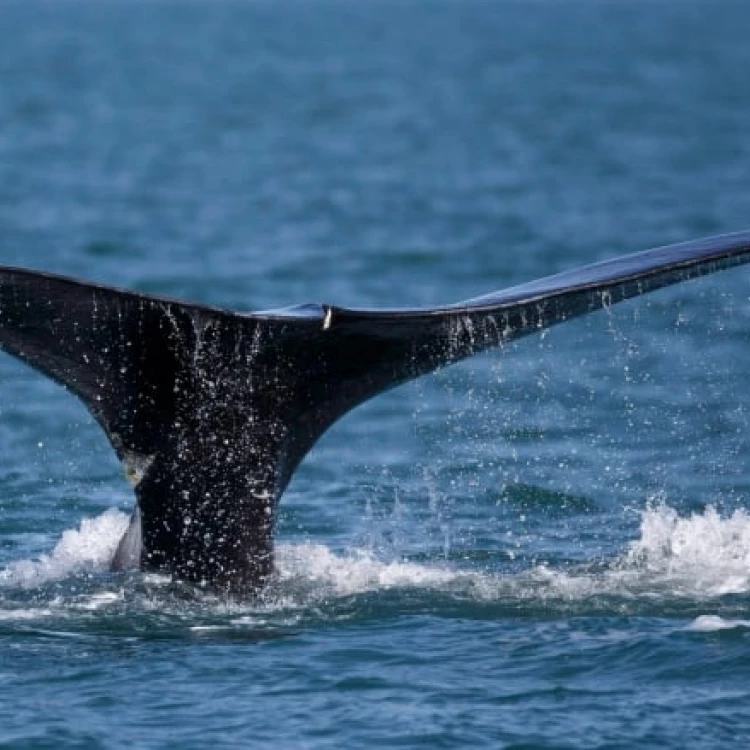 Imagen relacionada de movimientos ballena franca atlantico norte golfo san lorenzo 2023