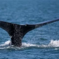 Imagen relacionada de movimientos ballena franca atlantico norte golfo san lorenzo 2023