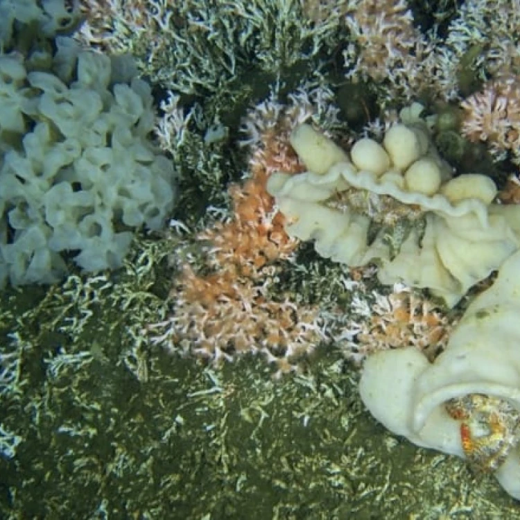 Imagen relacionada de prohibida la pesca de contacto con el fondo cerca del arrecife de coral raro de la costa central de columbia britanica