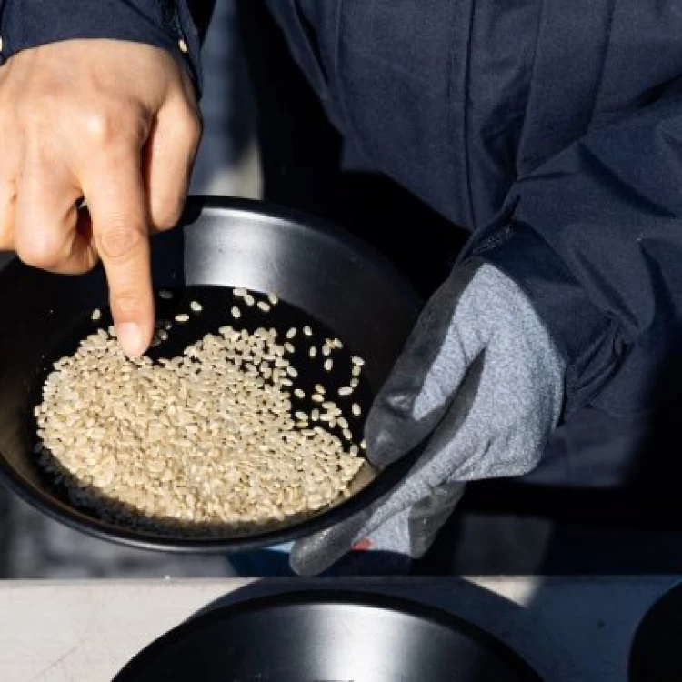 Imagen relacionada de investigadores en corea del sur cultivan celulas de carne en granos de arroz