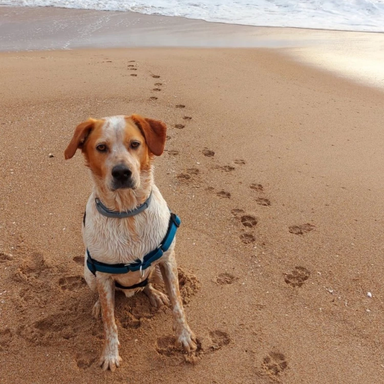 Imagen relacionada de playa canina valencia seguira abierta