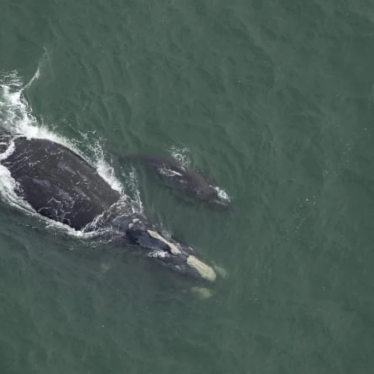 Imagen relacionada de preocupacion ballenas francas atlantico norte