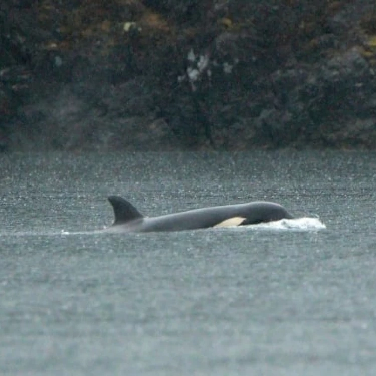 Imagen relacionada de rescataran orca varada laguna columbia britanica helicoptero