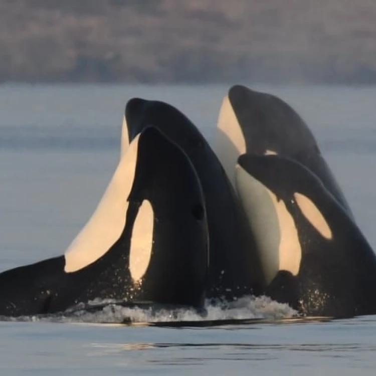 Imagen relacionada de madres orcas protegen hijos adultos