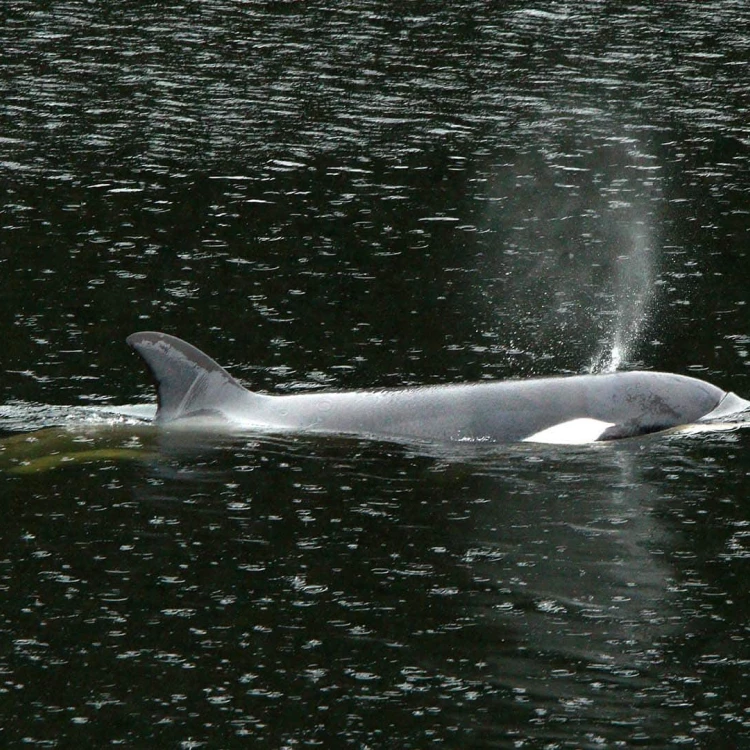 Imagen relacionada de operacion de rescate para orca atrapada podria ocurrir en los proximos cuatro o cinco dias