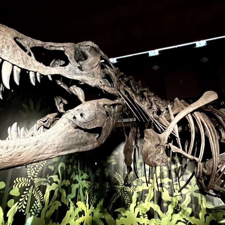 Imagen relacionada de inaugurada exposicion de fosiles de dinosaurios en madrid