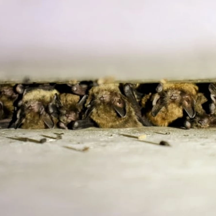 Imagen relacionada de edmontoncity programa vigilancia murcielagos control natural plagas