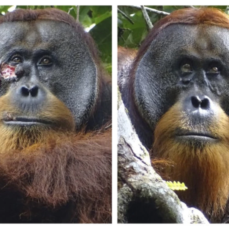 Imagen relacionada de orangutan tratamiento plantamedicinal Indonesia